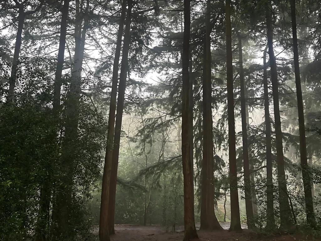 A-misty-walk-through-tall-trees-at-Lickey-Hills-Country-Park