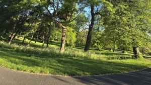 Green-spaces-in-Birmingham-park-with-trees-and-grassy-areas-along-a-pathway